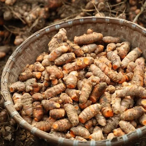 Turmeric